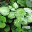 Hosta Whirlwind